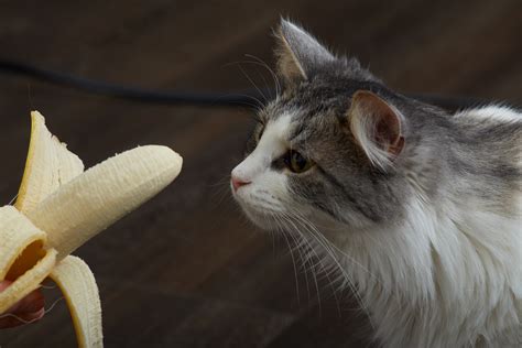 gato pode comer banana
